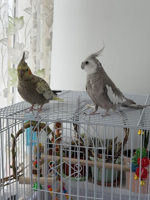 Продам Попугаи карела