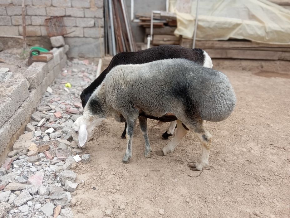 Qochqor sotiladi