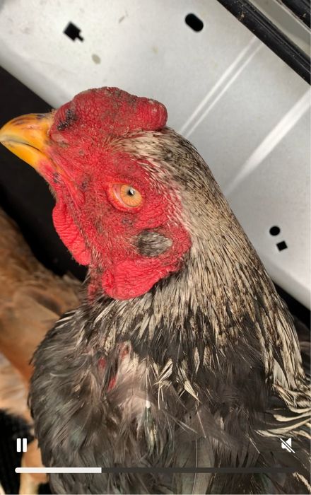 Продам пару бойцов петух и курица