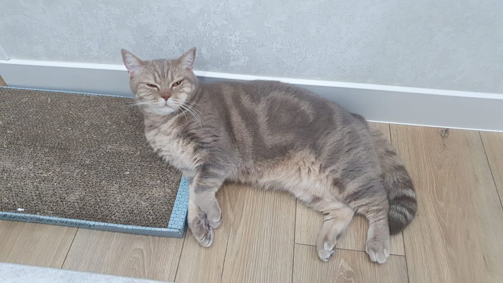 Отдам кошку в добрые руки
