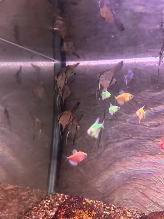 Продам красивых рыбок