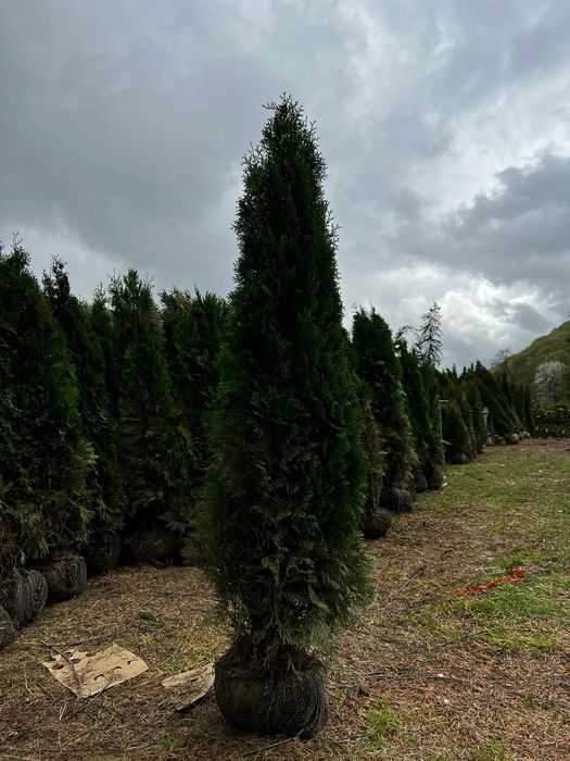 Tuia smarald Leylandii chipaross