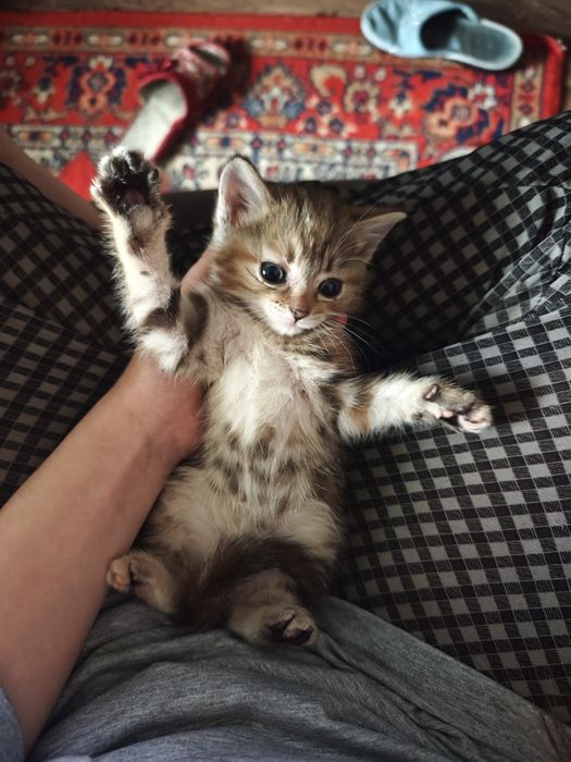 кошечка игривая, девочка