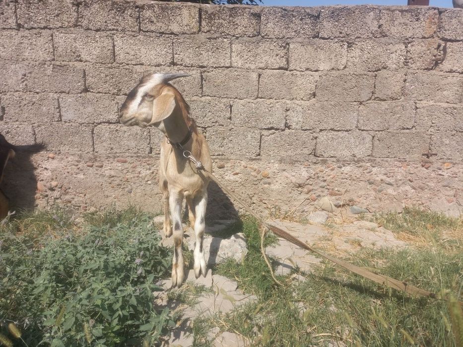 Echki taka jigarang