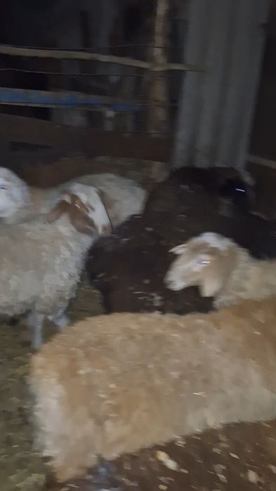 Продам токтушки овцы кой бараны