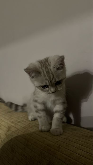 Шотландская кошечка