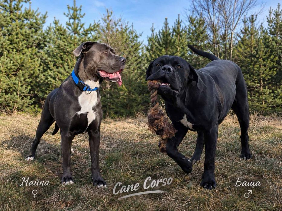 Кане Корсо/Cane Corso