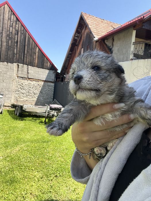 Cațelusi pt adopție