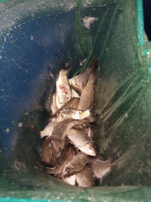 Живец тірі шабақ