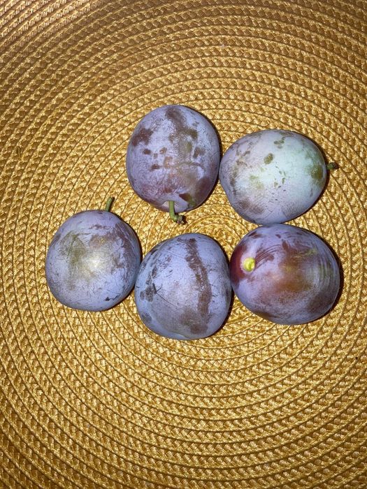 Vând prune de masă