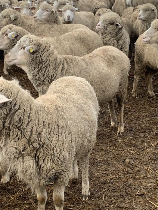 Oi merinos de vânzare