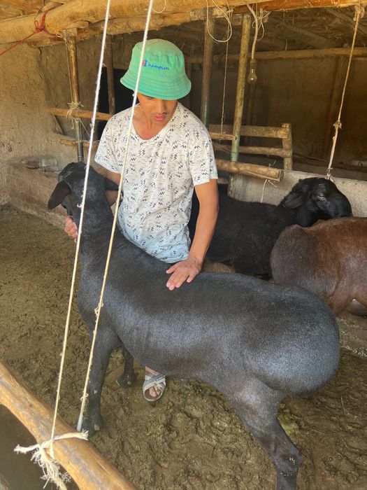 Tirik qo’ylar va qassob, kalla pocha