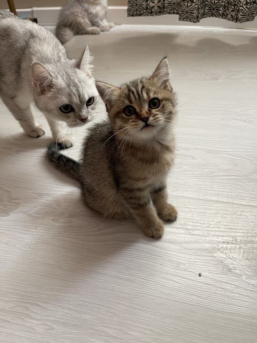 Котята чистокровные. Toza zotli mushukchalar sotiladi.