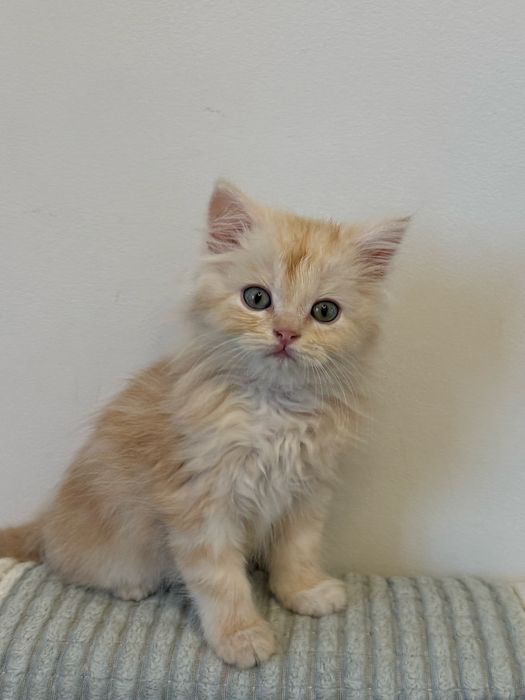 Котята шотландские чистокровные. Мальчик