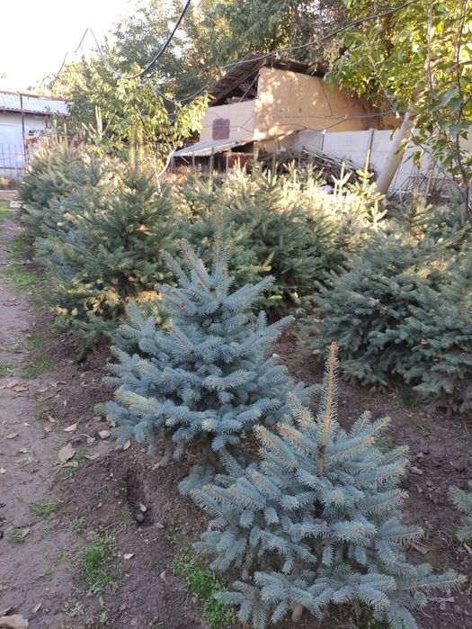 Ель 8 лет выращивали, рост с 30 см до 2 метров