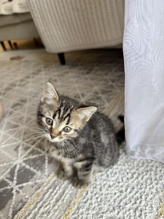 Продам Шотландских котят