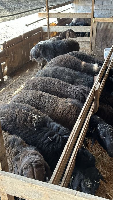 Общий 70 сатылады