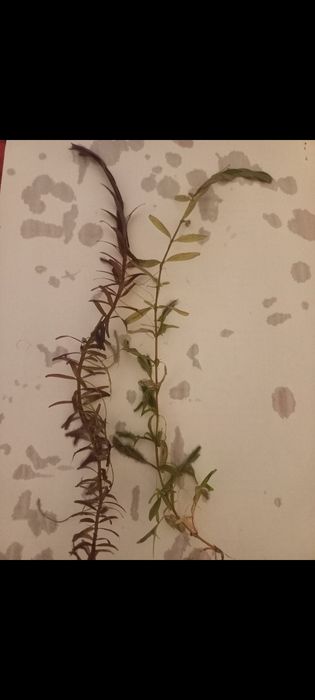 Plante acvariu easy 2 lei firu