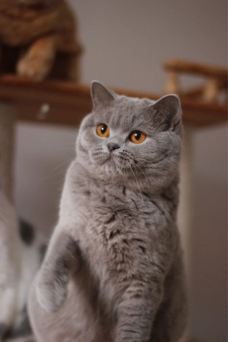 Британская кошечка
