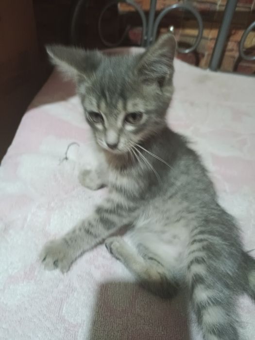 Отдам котенка.. мальчик.. бесплатно