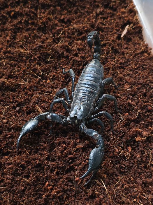 Скорпион Heterometrus spinifer
