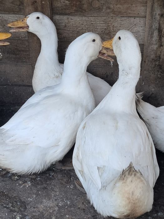 Продам утка бройллер