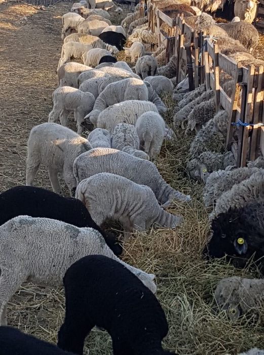 Vând miei- com.Braniștea-jud.Galati 45 lei kg