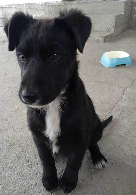 Отдам в хорошие, добрые руки щенков девочек