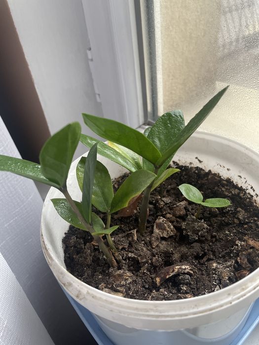 Комнатные цветы