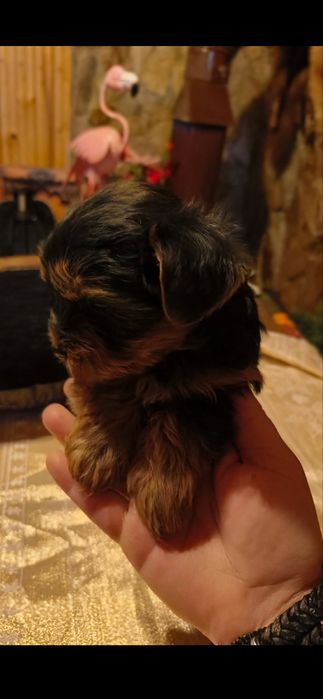 Йорки Бивер на два месеца!