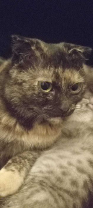Отдам котят подарок