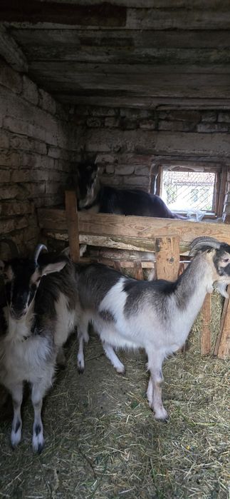 Vând iede de 1 an  din capre foarte bune de lapte