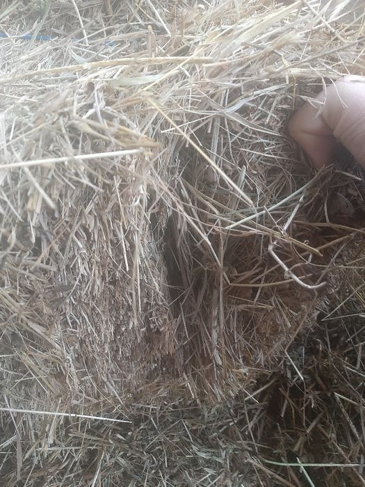 Vand baloti porumbiste si fan