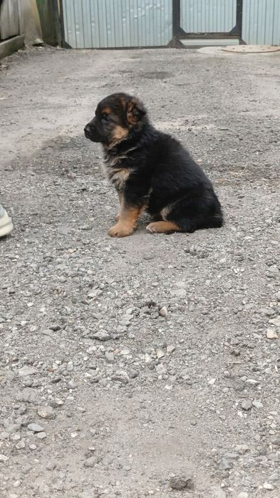 Продам щенков немецкой овчарки