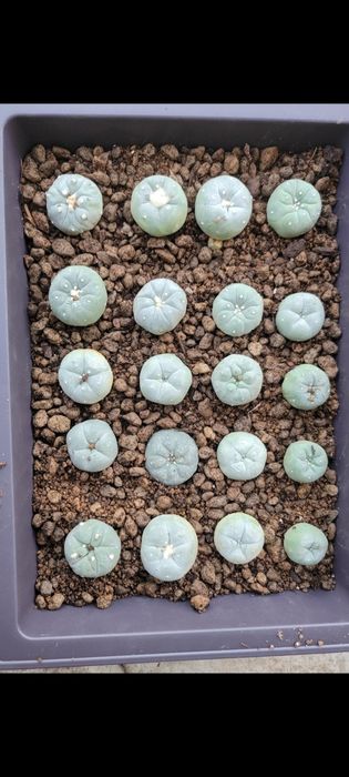Пейот (Lophophora williamsii)