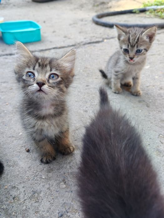 Отдам котят в хорошие руки