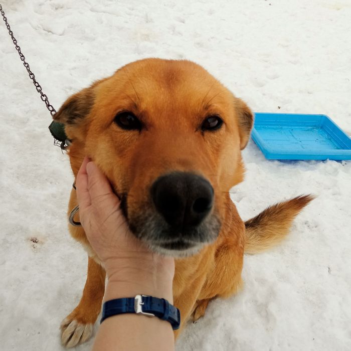 Отдам молодого кобеля. Собака бесплатно.