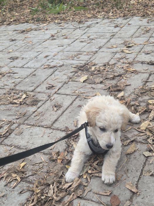 Собачка ищет хозяина и дом