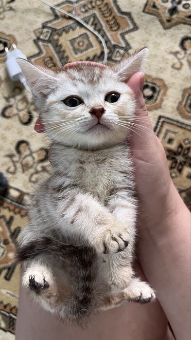 Котенка от британца