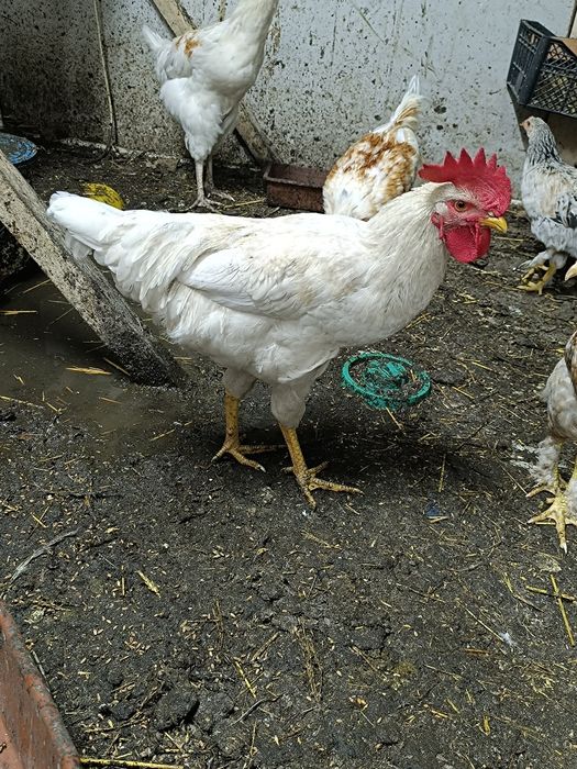 Продам молодых петухов разных пород