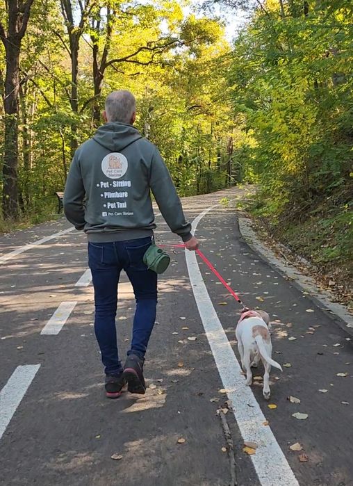 Dresaj Canin de toate varstele - Slatina, Olt