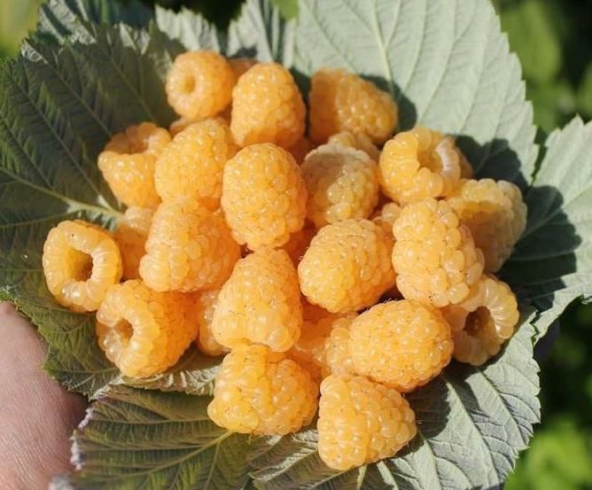 Arbusti Fructiferi (Zmeur Galben )
