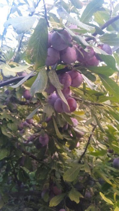 Продается чёрная слива