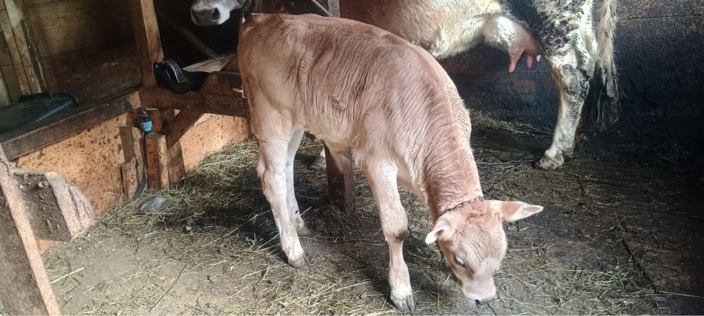 Vaca la a cincea fatare + vitel din 10 martie de vanzare