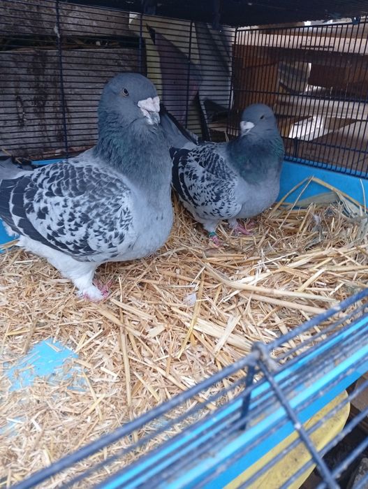 Vând standard  porubei