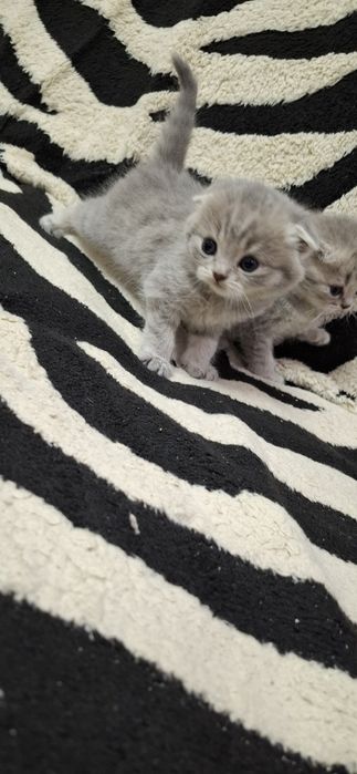 Шотландские вислоухие котята мальчики и девочки