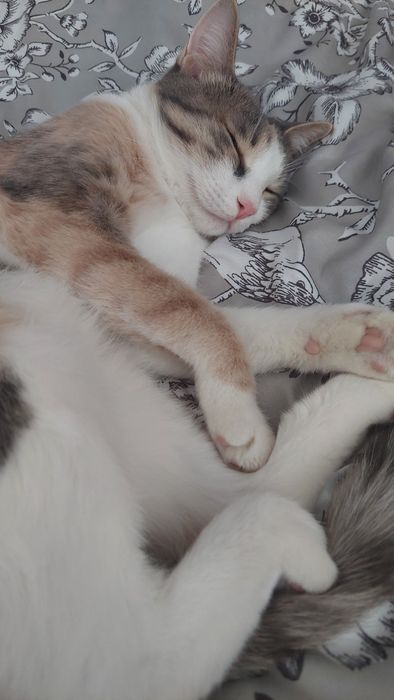 Кошечка в добрые руки