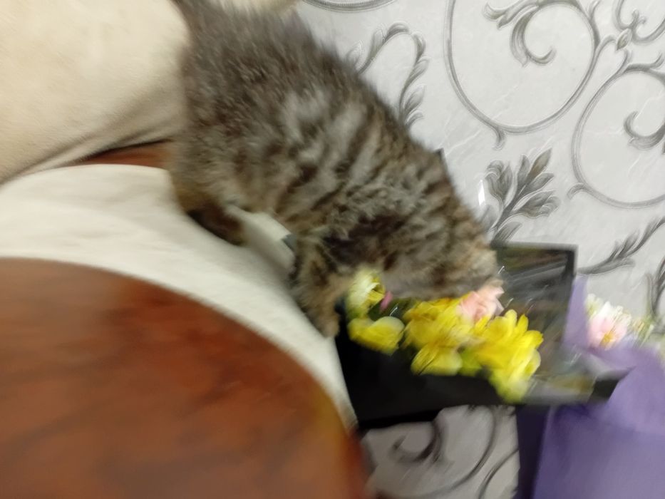 1 dona siyam mushuk bolalari