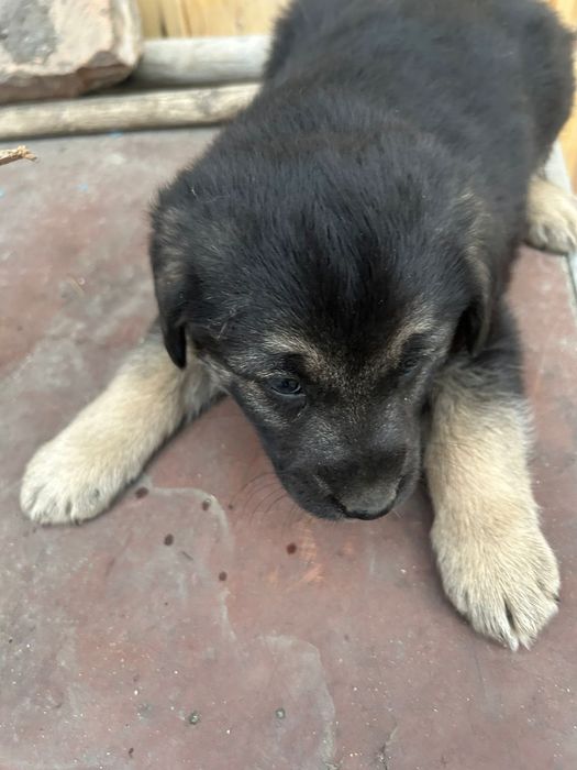 Отдам щенят даром.