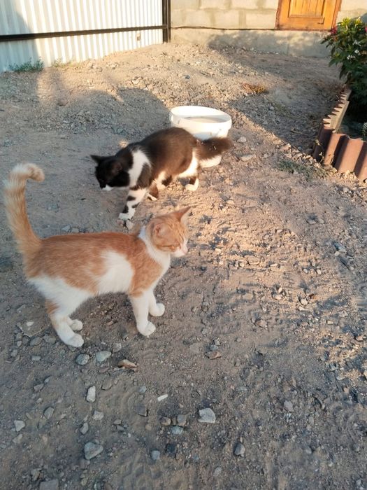 Бесплатно  котенок